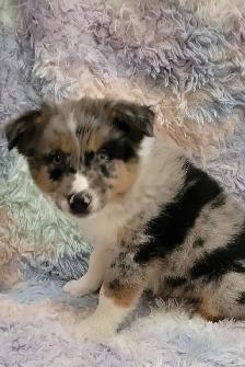 Mini Aussie/border Collie puppies - Photo 2