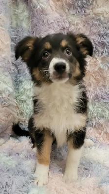 Mini Aussie/border Collie puppies - Photo 3
