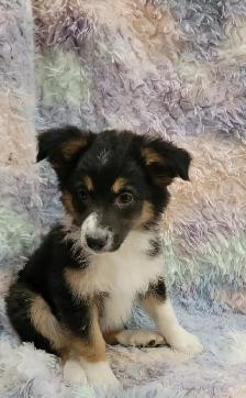 Mini Aussie/border Collie puppies - Photo 4
