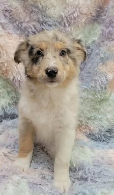 Mini Aussie/border Collie puppies - Photo 5