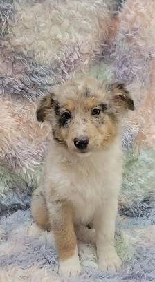 Mini Aussie/border Collie puppies - Photo 6