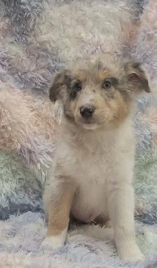 Mini Aussie/border Collie puppies - Photo 7