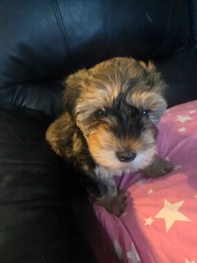 Havanese/ Yorkie puppies available