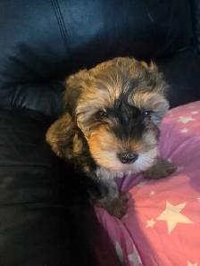 Havanese/ Yorkie puppies available