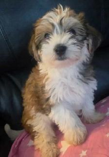 Havanese/ Yorkie puppies available - Photo 2