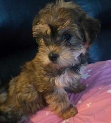 Havanese/ Yorkie puppies available - Photo 3