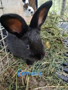 Bébé lapins géant des flandres croisés