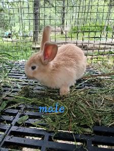 Bébé lapins géant des flandres croisés - Photo 2