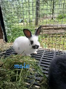 Bébé lapins géant des flandres croisés - Photo 3