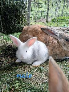 Bébé lapins géant des flandres croisés - Photo 4