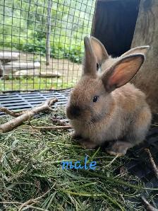 Bébé lapins géant des flandres croisés - Photo 5