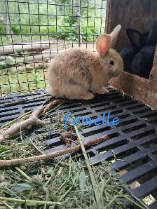 Bébé lapins géant des flandres croisés - Photo 6