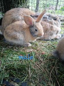 Bébé lapins géant des flandres croisés - Photo 7