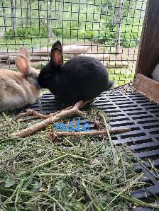 Bébé lapins géant des flandres croisés - Photo 8
