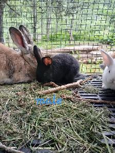 Bébé lapins géant des flandres croisés - Photo 9
