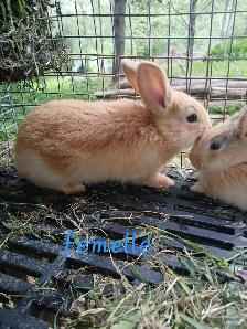 Bébé lapins géant des flandres croisés - Photo 10