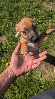 Chiweenies for sale