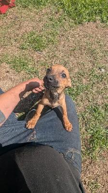 Chiweenies for sale - Photo 2