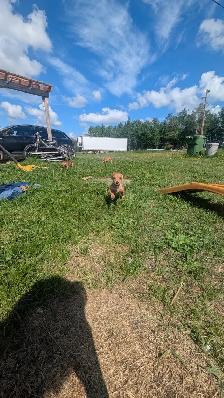 Chiweenies for sale - Photo 3