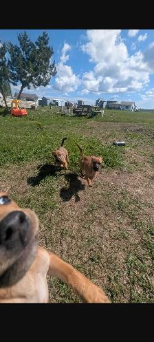 Chiweenies for sale - Photo 4