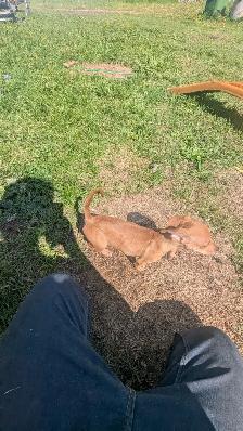 Chiweenies for sale - Photo 5