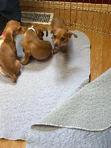 Chiweenies for sale - Photo 6