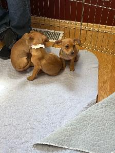 Chiweenies for sale - Photo 7