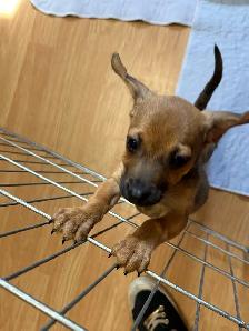 Chiweenies for sale - Photo 8