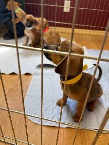 Chiweenies for sale - Photo 9