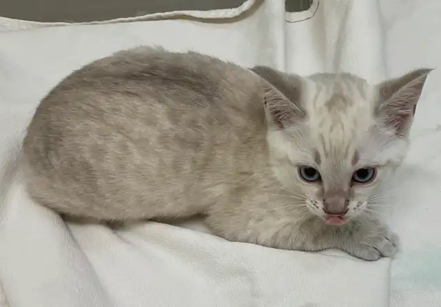 One cute male snow Savannah seeking his forever home