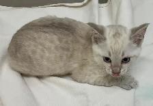 One cute male snow Savannah seeking his forever home