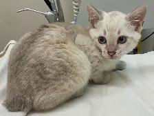 One cute male snow Savannah seeking his forever home - Photo 2