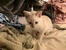 One cute male snow Savannah seeking his forever home - Photo 3