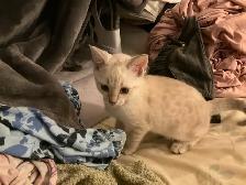 One cute male snow Savannah seeking his forever home - Photo 4
