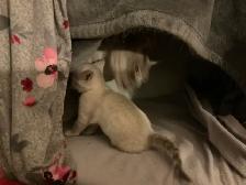 One cute male snow Savannah seeking his forever home - Photo 6