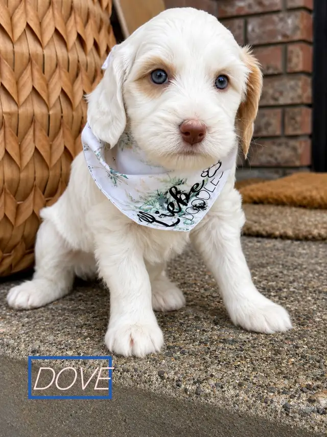 Adorable  Mini Australian Labradoodle Puppies