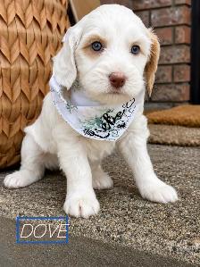 Adorable  Mini Australian Labradoodle Puppies