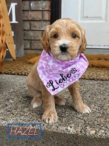 Adorable  Mini Australian Labradoodle Puppies - Photo 3
