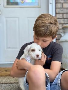 Adorable  Mini Australian Labradoodle Puppies - Photo 4