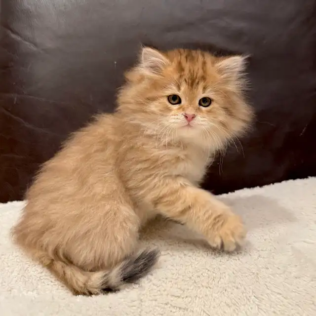 TICA SIBERIAN FOREST KITTENS - registered/pedigreed