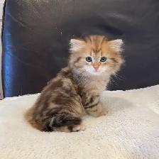 TICA SIBERIAN FOREST KITTENS - registered/pedigreed - Photo 2