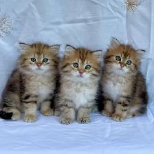 TICA SIBERIAN FOREST KITTENS - registered/pedigreed - Photo 3