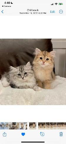 TICA SIBERIAN FOREST KITTENS - registered/pedigreed - Photo 4