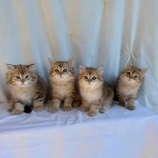 TICA SIBERIAN FOREST KITTENS - registered/pedigreed - Photo 5