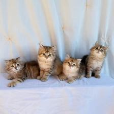 TICA SIBERIAN FOREST KITTENS - registered/pedigreed - Photo 6