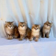TICA SIBERIAN FOREST KITTENS - registered/pedigreed - Photo 7