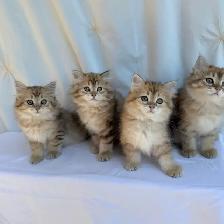 TICA SIBERIAN FOREST KITTENS - registered/pedigreed - Photo 8