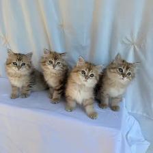 TICA SIBERIAN FOREST KITTENS - registered/pedigreed - Photo 9