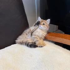 TICA SIBERIAN FOREST KITTENS - registered/pedigreed - Photo 10