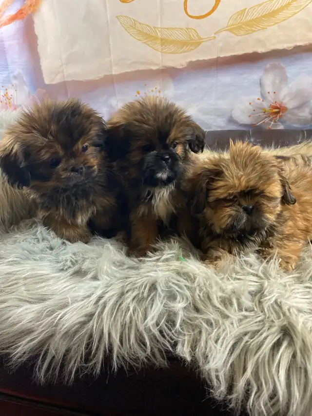gorgeous Shih Tzu puppies available